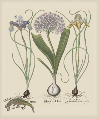 (image for) Besler 202 Colored B2