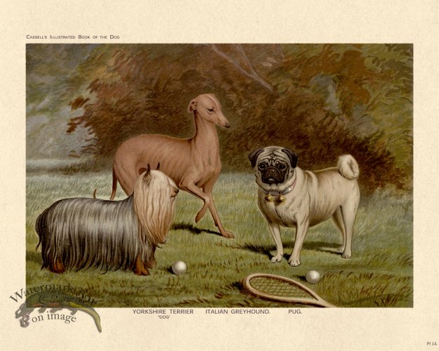 (image for) Cassell Dog 14