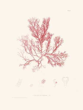 Bradbury Seaweed 100