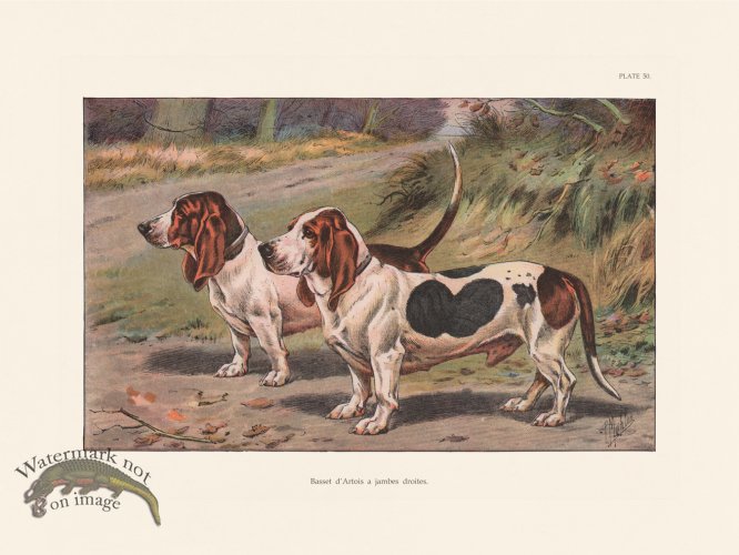 (image for) Les Chiens 050