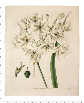 Curtis Botanical 034