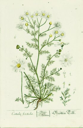 Blackwell German 219