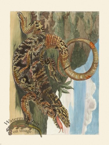 (image for) Merian Metamorphosis 70