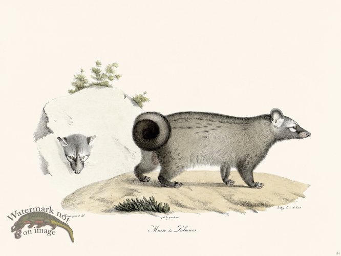 (image for) Cuvier 191 Marten Palm Trees