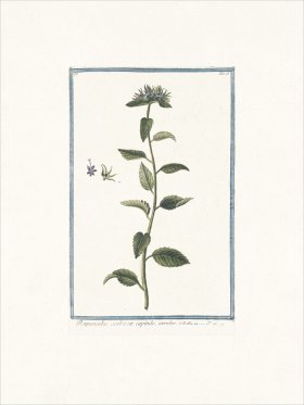 Bonelli 076 Rapunchulus