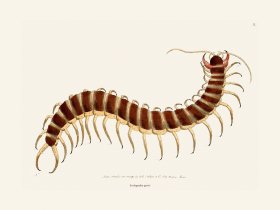 009 Scolopendra Great