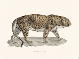 Cuvier 107 Panther Old Male