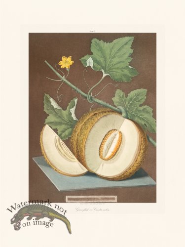 (image for) Brookshaw Fruit 07