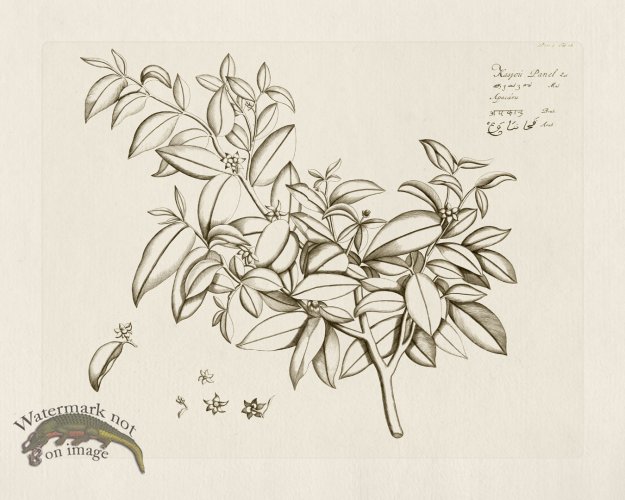 (image for) HORTUS VOl 05 18