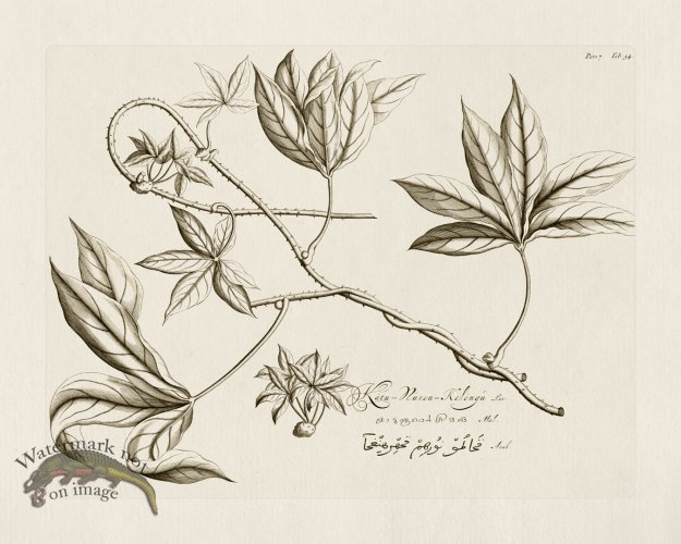 (image for) HORTUS VOl 07 34