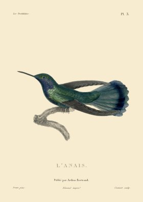 Humming Bird 03