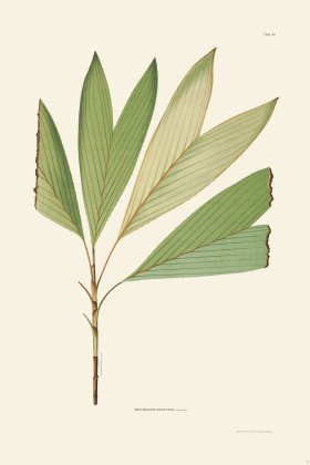 Rodrigues Palm Front 037