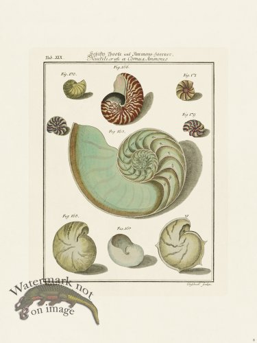 (image for) Martini Shells 008