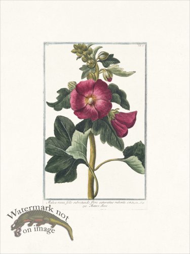 (image for) Bonelli 045 Malva Rosea