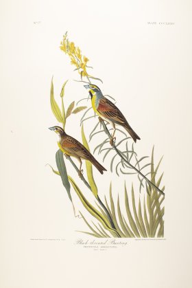 Black Throated Bunting