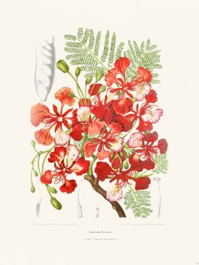 Horticulture of Java 36