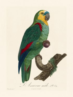 Barraband Parrot 084