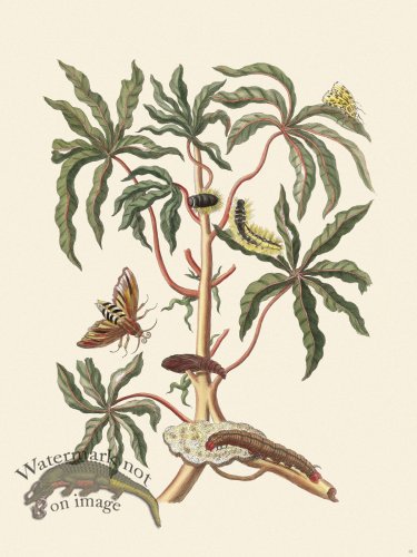 (image for) Merian Metamorphosis 61