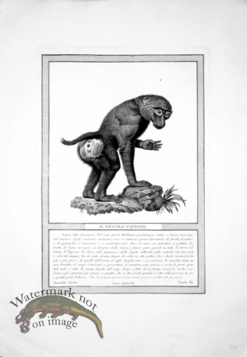 (image for) The_Monkeys_39