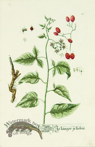 (image for) Blackwell German 196