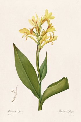 Les Liliacees Redoute 354