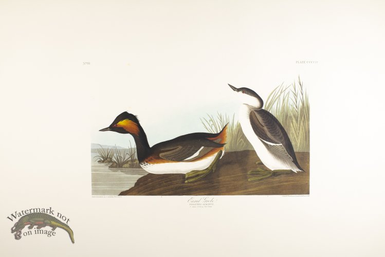 (image for) Gold-Eye Duck