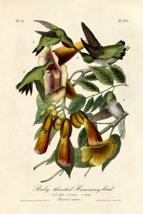 Rubythroated Hummingbird