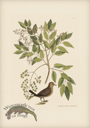 (image for) 026 Ground Dove