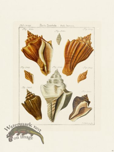 (image for) Martini Shells 066