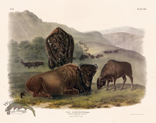 (image for) 057 Bison