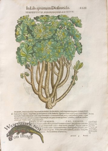 (image for) WB Botanicals 06