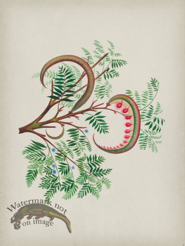 (image for) Andean Botanicals 009