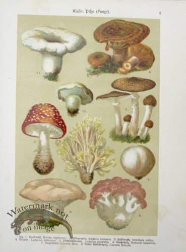 (image for) Botanical Atlas 1911 03