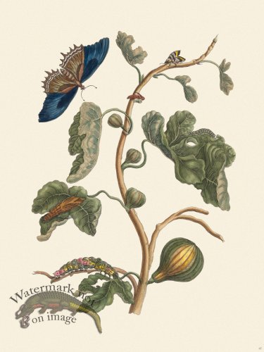 (image for) Merian Metamorphosis 67