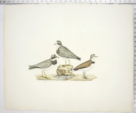 Ring Plover - Old & Young; Kentish Plover