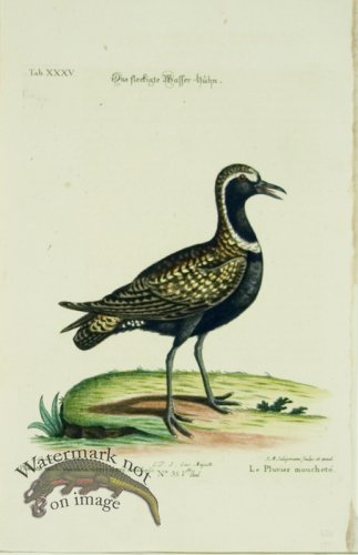 (image for) Seligmann WB 07