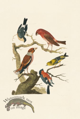 (image for) Pennant Zoology 074