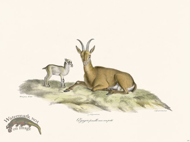 (image for) Cuvier 134 Female Eegagre