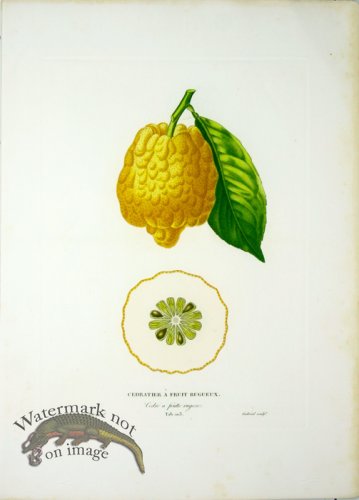 (image for) Des Orangers 17