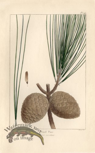 (image for) Pond Pine