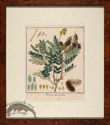 (image for) Hayne\'s Botanical in Burl 14