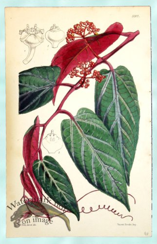 (image for) Curtis Leaves 14