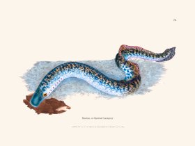 070 Marine, or Spotted Lamprey