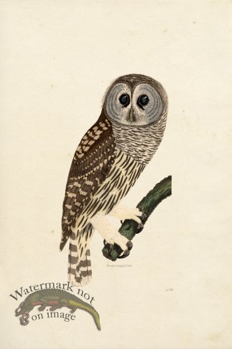 KO 03 Rough legged Owl