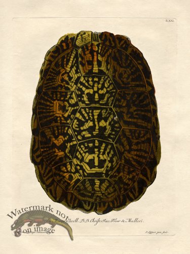 (image for) Trew Turtle Shell 21