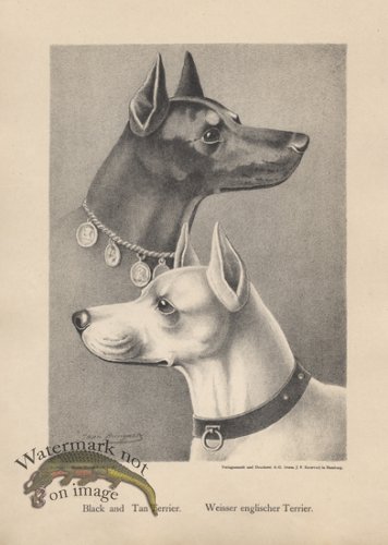 (image for) 1890s Dogs 46