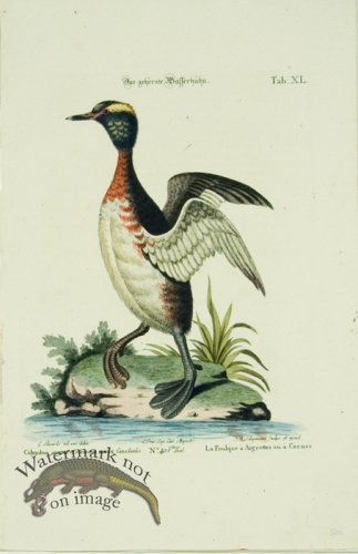 (image for) Seligmann Duck 05