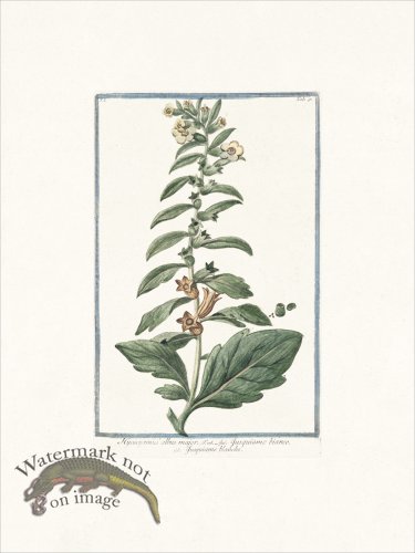 (image for) Bonelli 091 White henbane