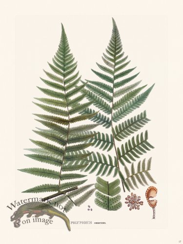 Ferns of Brazil 17