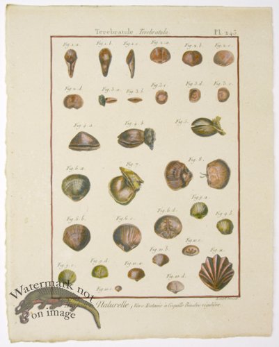 (image for) Diderot Shell 23